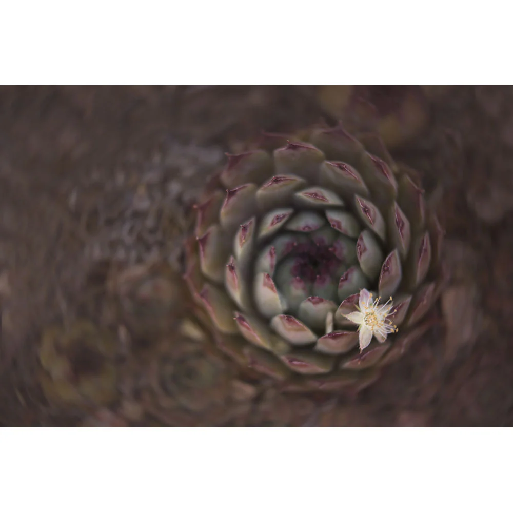 Lensbaby 46mm Macro Filter Kit - Image 10