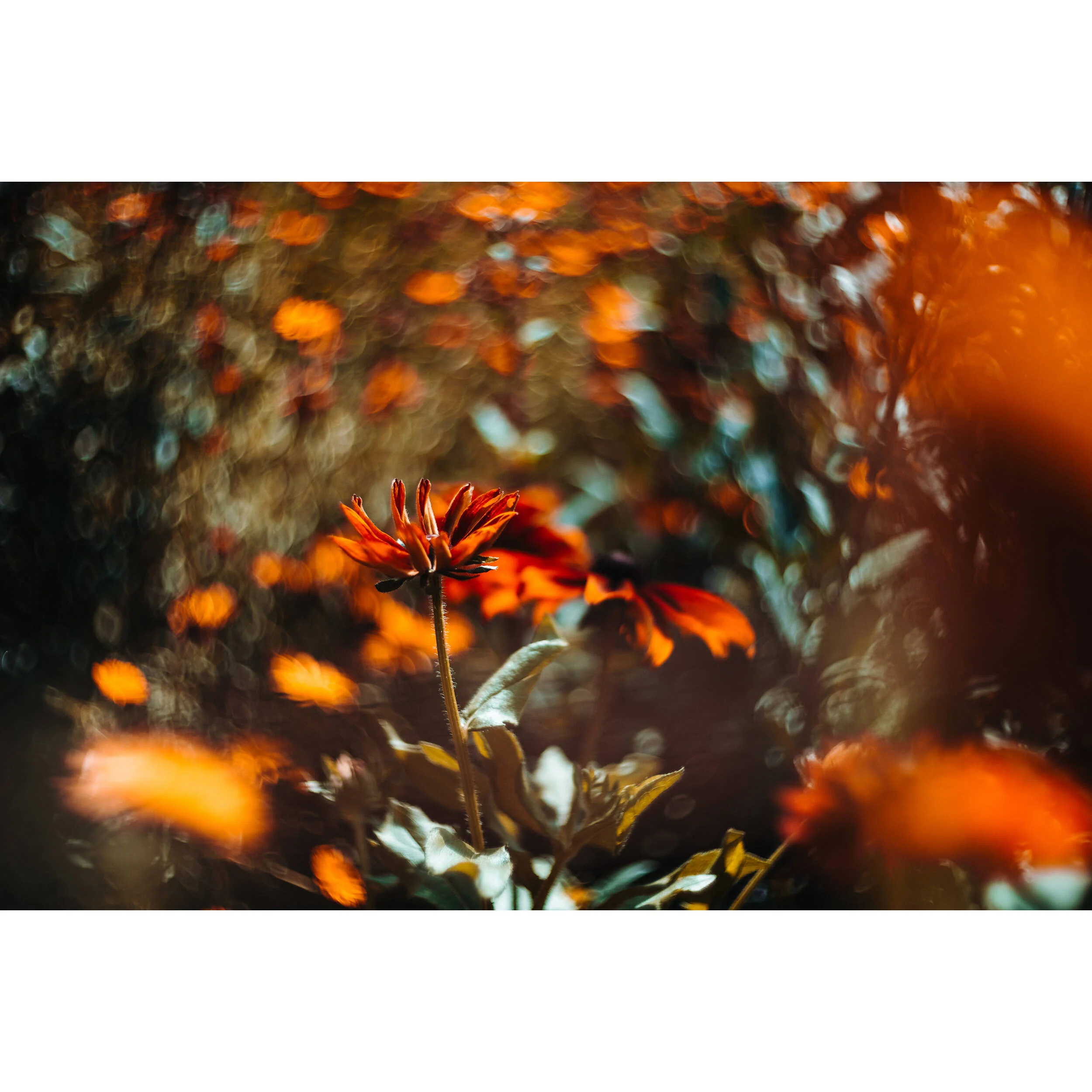 Meyer-Optik Gorlitz Biotar 75mm f/1.5 II Lens (Sony E) - Image 5