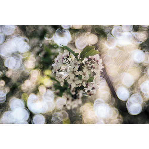 Meyer-Optik Gorlitz Trioplan 100 f2.8 II Lens for Nikon Z - Image 4